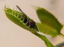 Pokojov� rostliny:  > Mucholapka podivn� (Dionea muscipula)