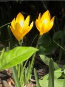 Pokojov� rostliny:  > Myrta (Myrtus)