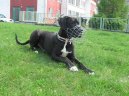 N�meck� doga