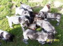 N�meck� dr�tosrst� oha�