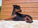N�meck� pin�