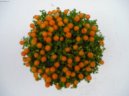 :  > Nertera andsk�, kor�lovka (Nertera granadensis)