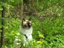 :  > N�vsk� ko�ka, Ma�kar�da (Neva Masqyerade Cat)
