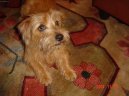 Norfolk teri�r