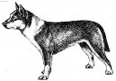 Norsk� lundehund