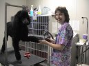 :  > O�kov�n� a zdrav� pejska (Dog Health)