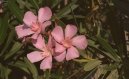 Oleandr obecn�