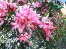 Oleandr obecn�