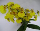 Pokojov� rostliny:  > Orchideje (Orchidaceae)