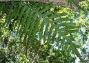 Pokojov� rostliny:  > Osladi� (Polypodium Aureum)