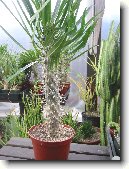 Pachypodium, madagaskarsk� palma