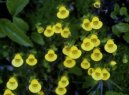 Pantofl��ek, kalceol�rie, dmuloret