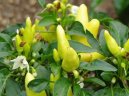 Paprika ro�n�