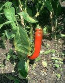 Paprika ro�n�