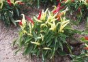 :  > Paprika ro�n� (Capsicum annuum)