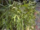 Paro�natka