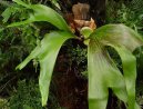 Pokojov� rostliny:  > Paro�natka (Platycerium)
