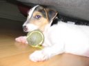 Parson Russel Teri�r