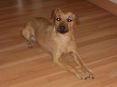 Patterdale teri�r