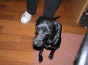 Ps� plemena:  > Patterdale teri�r (Patterdale Terrier)