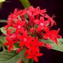 Pokojov� rostliny:  > Pentas, p�tkovec (Pentas)