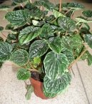 Pokojov� rostliny:  > Pep�inec (Peperomia)