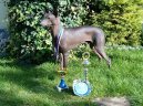 Ps� plemena:  > Peru�nsk� nah�� (Peruvian Hairless Dog)