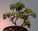 Pokojov� rostliny:  > P�stov�n� bonsaj� (Bonsai)