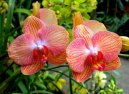 P�stov�n� orchidej�