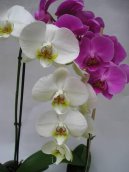P�stov�n� orchidej�