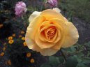 :  > P�stov�n� r��� (Rosa)
