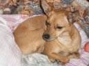 Ps� plemena:  > Pin�-harlek�n (Harlequin Pinscher)