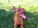Ps� plemena:  > Pin�ov� (Pinch)
