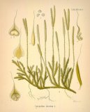 Pokojov� rostliny:  > Plavu� Vidla�ka (Lycopodium clavatum L.)