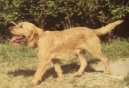 Ps� plemena:  > Plav� breta�sk� honi� (Fawn Brittany Griffon)