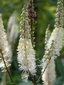 Plo�ti�n�k Hroznovit�