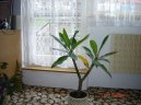 Plum�rie