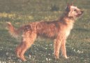 Ps� plemena:  > Portugalsk� podengo st�edn� (Medium Portuguese Hound)