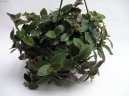 Pod�nka, tradeskancie