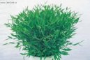 :  > Pokojov� bambus (Pogonatherum paniceum)