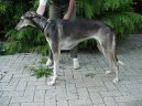 Polsk� chrt