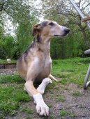 Polsk� chrt