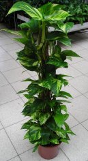 Pokojov� rostliny:  > Potos (Scindapsus)