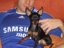 Ps� plemena:  > Pra�sk� krysa��k (Prague ratter)