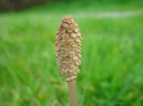 P�esli�ka Roln�
