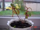 Pokojov� rostliny:  > Probl�my p�i p�stov�n� pokojov�ch rostlin (Problems)