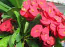 Pry�ec z��iv�, �Kristova koruna�