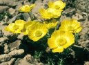 Pokojov� rostliny:  > Prysky�n�k (Ranunculus)