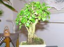 Pta�� zob, st�lezelen� ke�