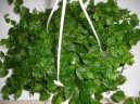 Fikus drobou�k�